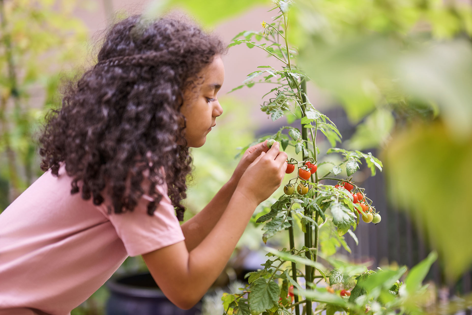 Mädchen pflückt Tomaten im Garten.