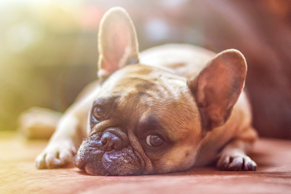Foto eines Hundes.