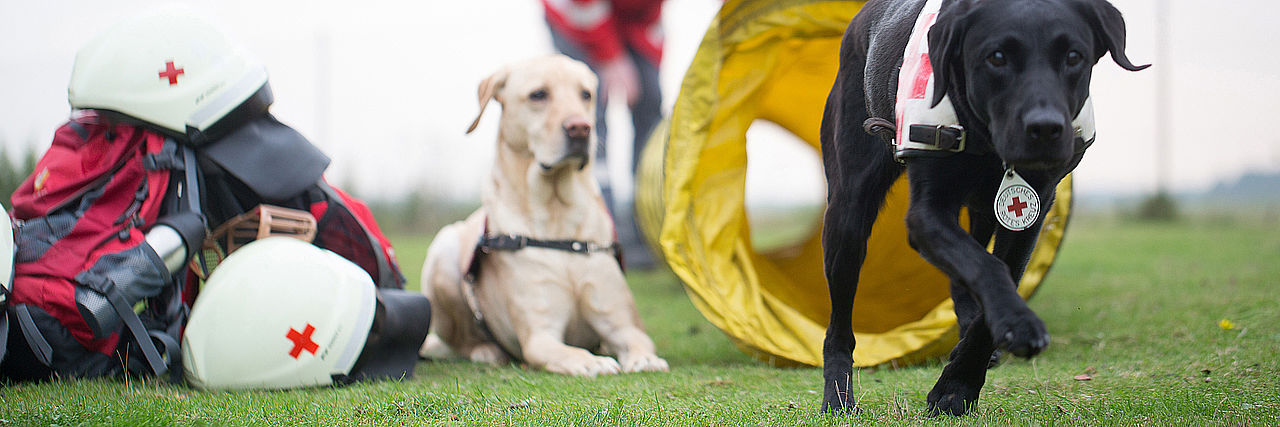 Foto von zwei Hunden aus der Rettungshundestaffel, mit DRK-Halsbändern.