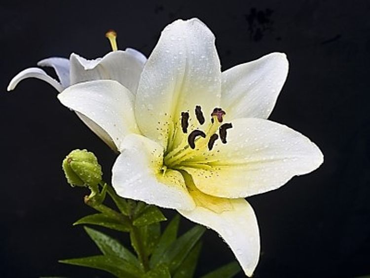 Foto einer weißen Lilie.